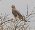 /album/photogallery/immature-dark-chanting-goshawk-jpg/